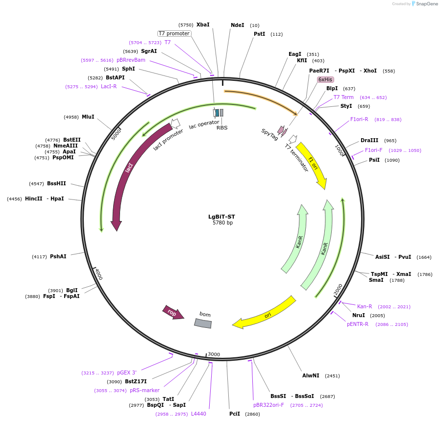 207633-plasmid-map-sequence-id-413108