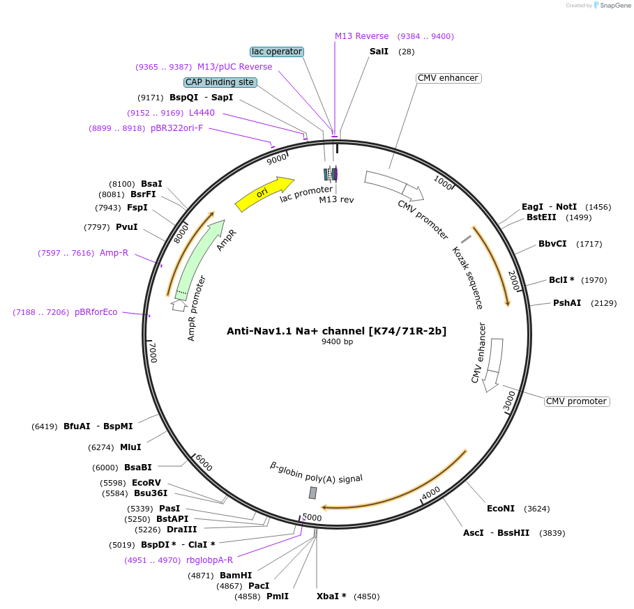 206630-plasmid-map-sequence-id-413119