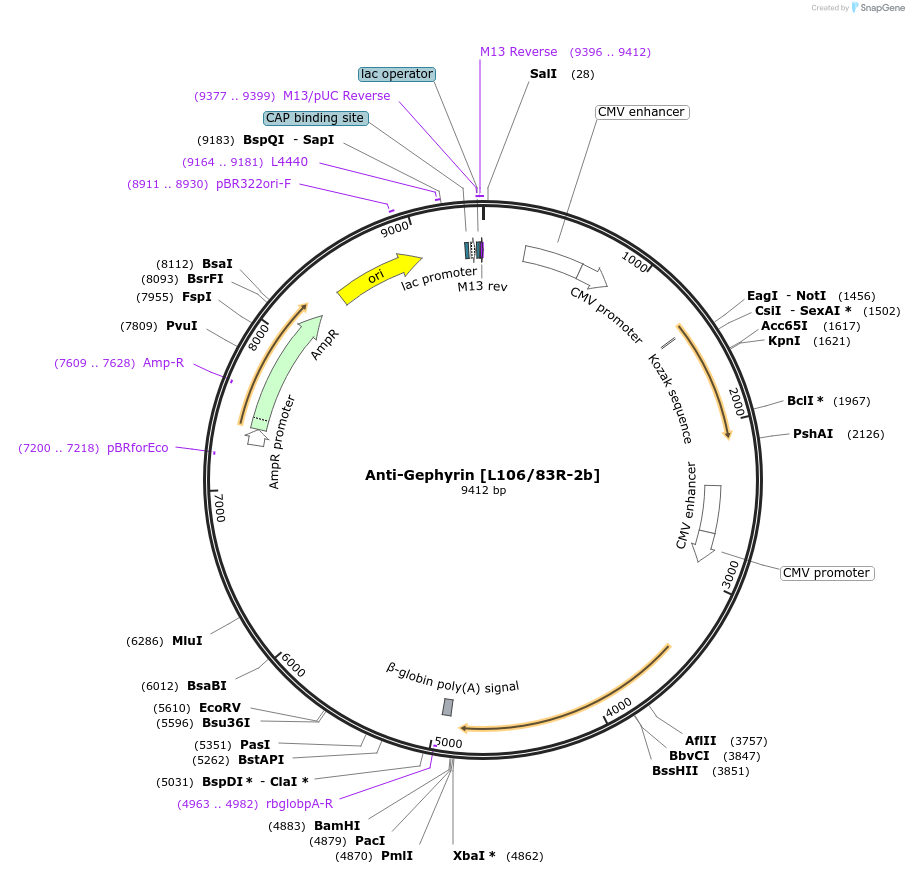 206632-plasmid-map-sequence-id-413122