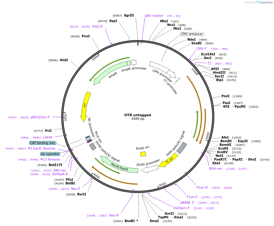 208913-plasmid-map-sequence-id-413123