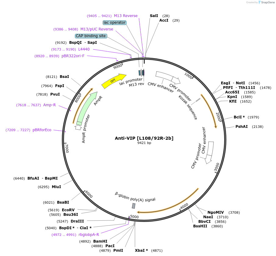 206634-plasmid-map-sequence-id-413126