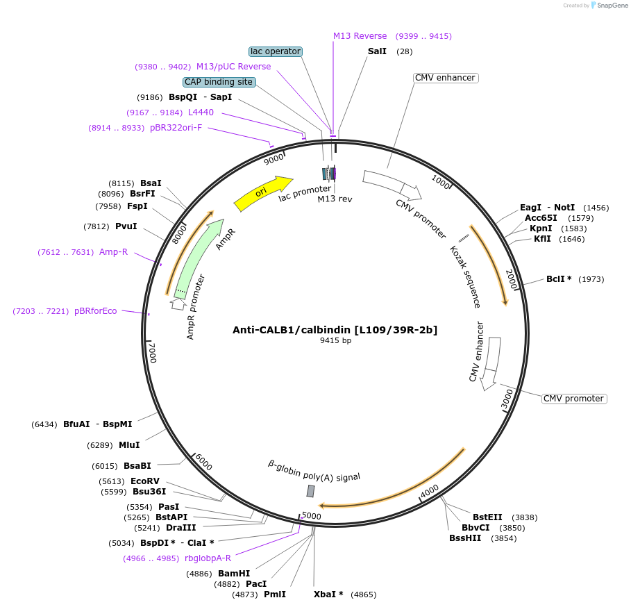 206635-plasmid-map-sequence-id-413127