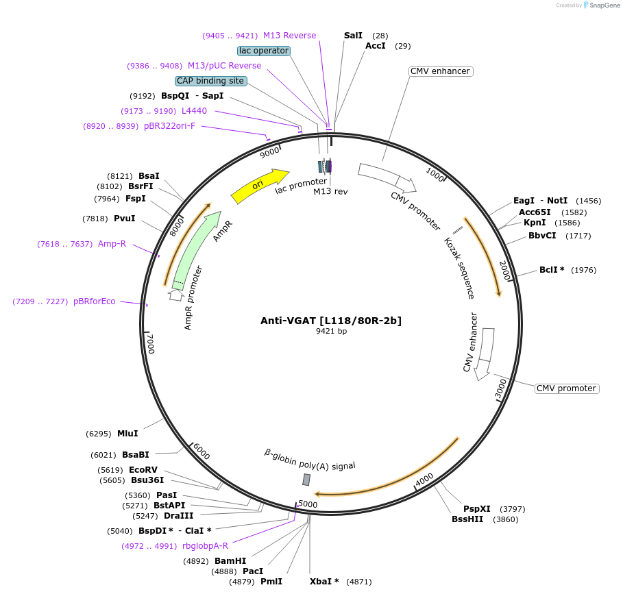 206640-plasmid-map-sequence-id-413130