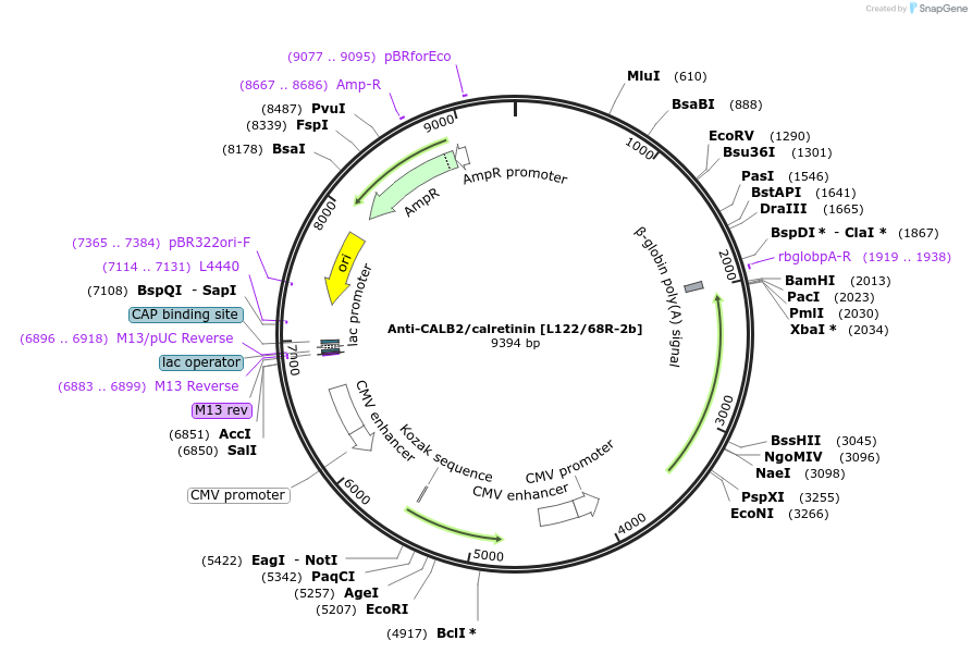 206641-plasmid-map-sequence-id-413132