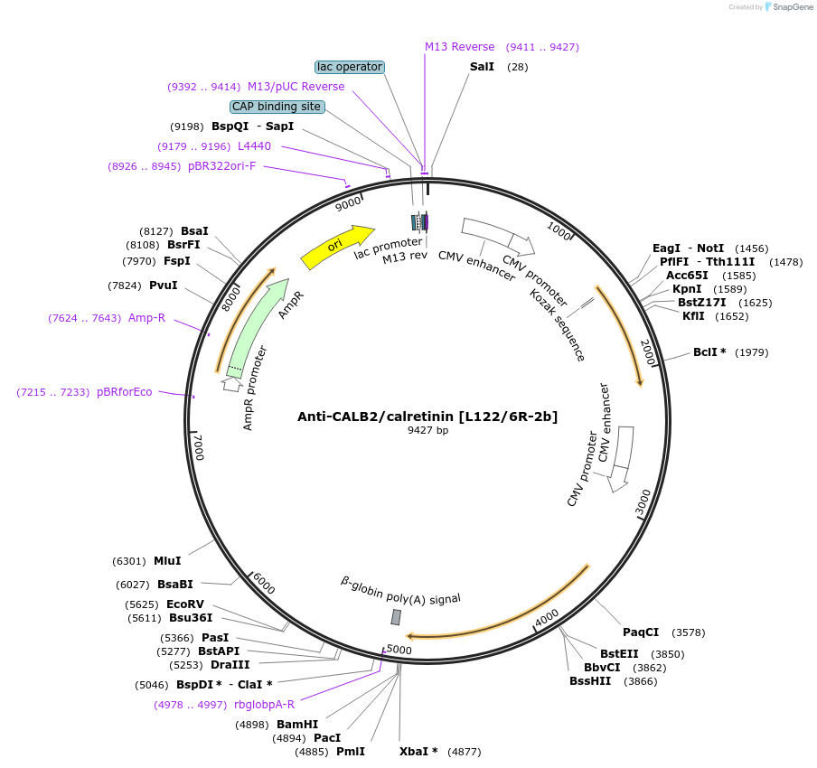 206642-plasmid-map-sequence-id-413134