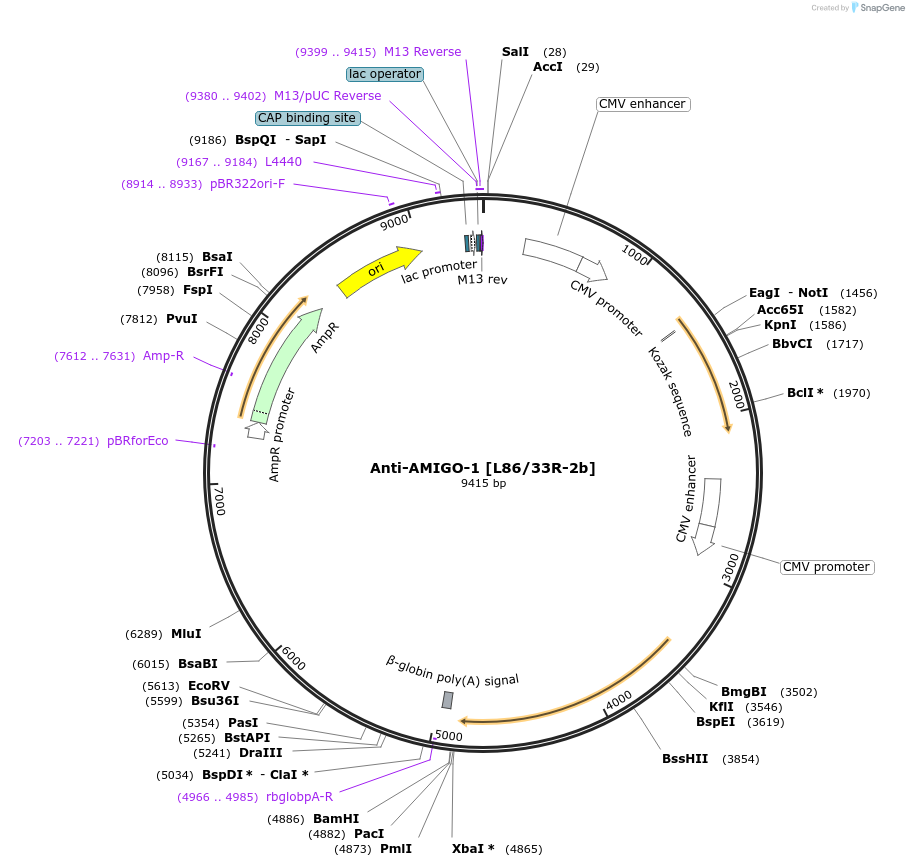 206648-plasmid-map-sequence-id-413141