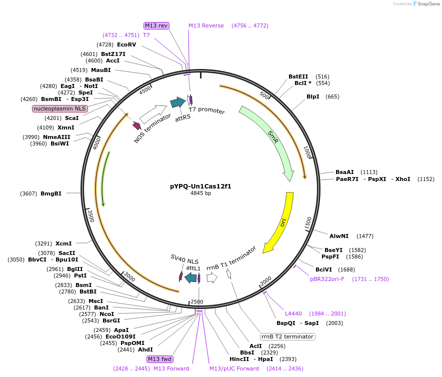 205143-plasmid-map-sequence-id-413153