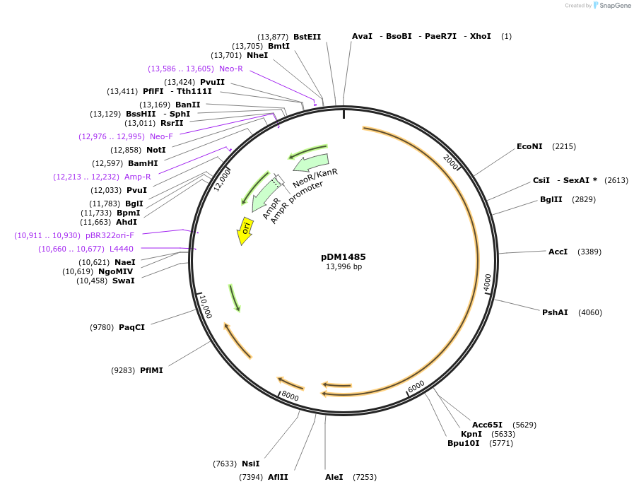 207446-plasmid-map-sequence-id-413154