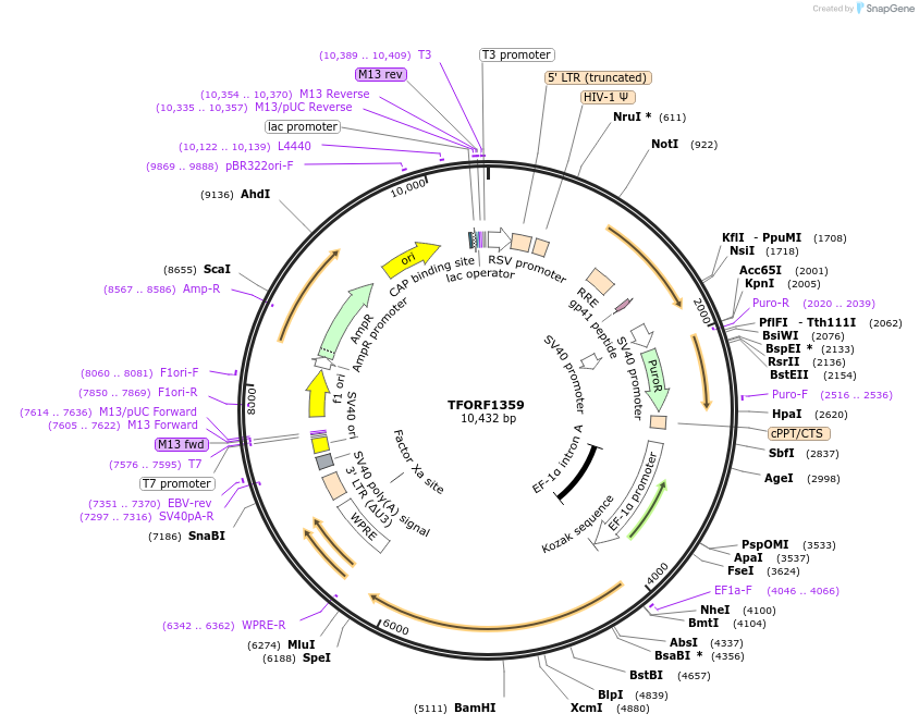 141819-plasmid-map-sequence-id-413155