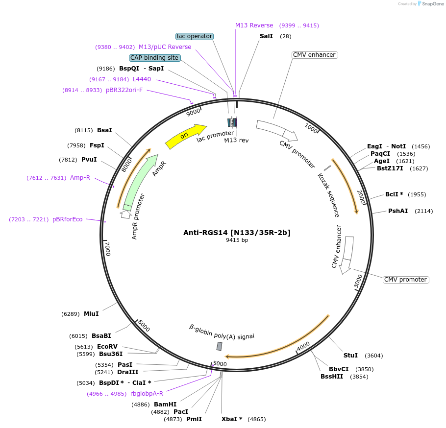 206654-plasmid-map-sequence-id-413157