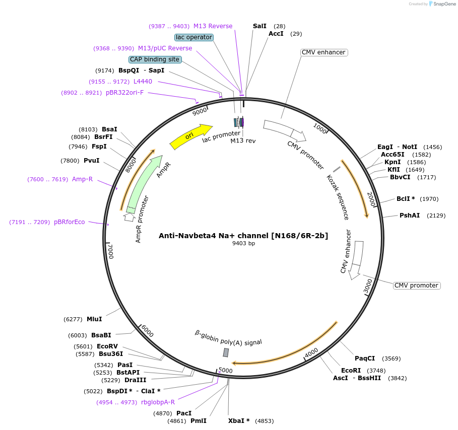 206658-plasmid-map-sequence-id-413161