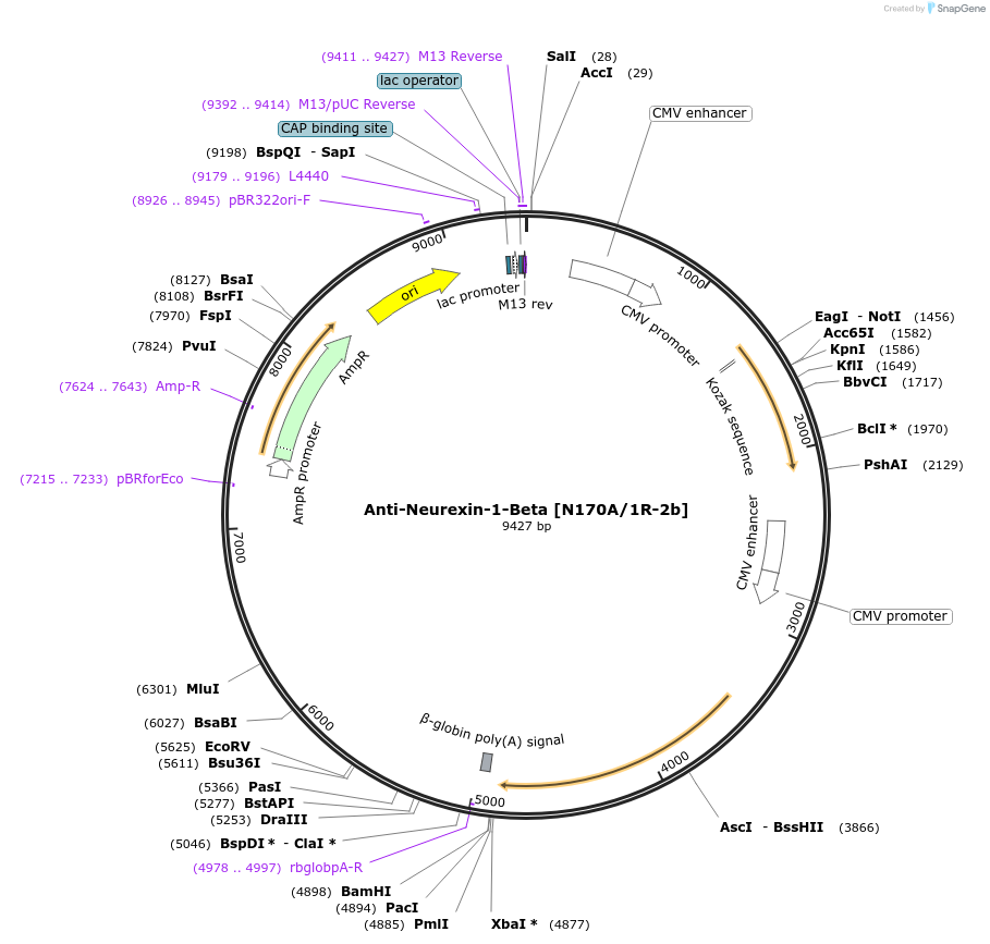 206659-plasmid-map-sequence-id-413162