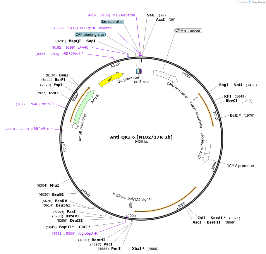 206661-plasmid-map-sequence-id-413163