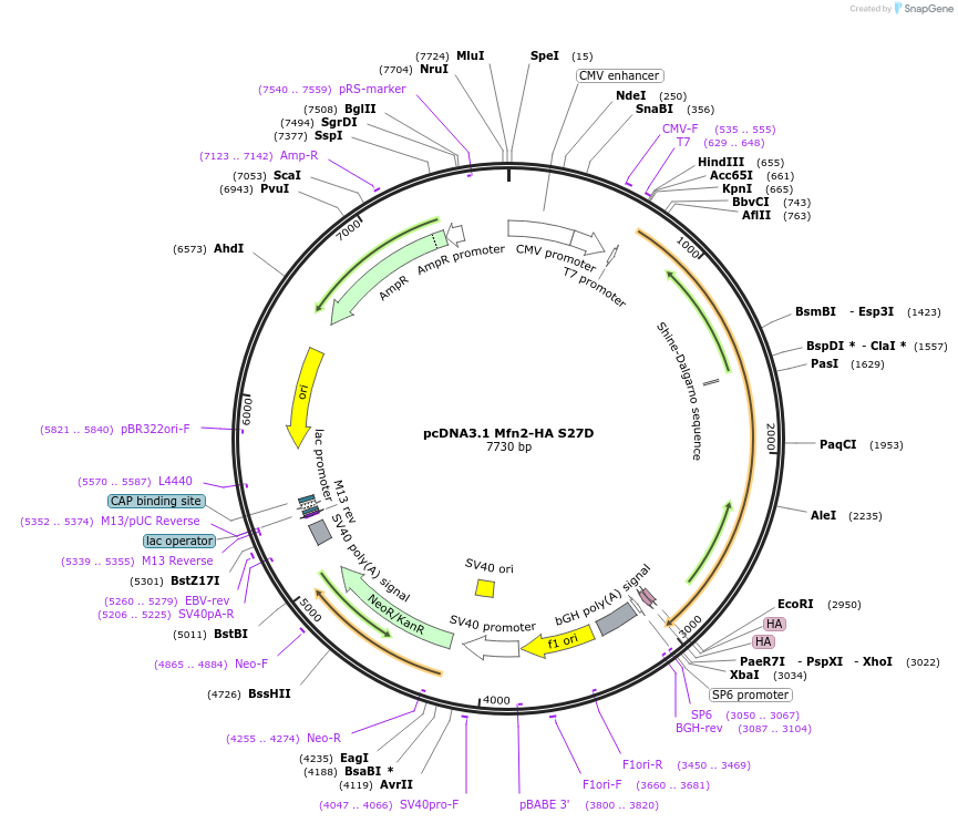 139194-plasmid-map-sequence-id-413164