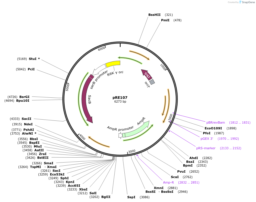 43829-plasmid-map-sequence-id-413170
