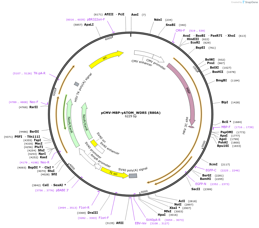 209713-plasmid-map-sequence-id-413181