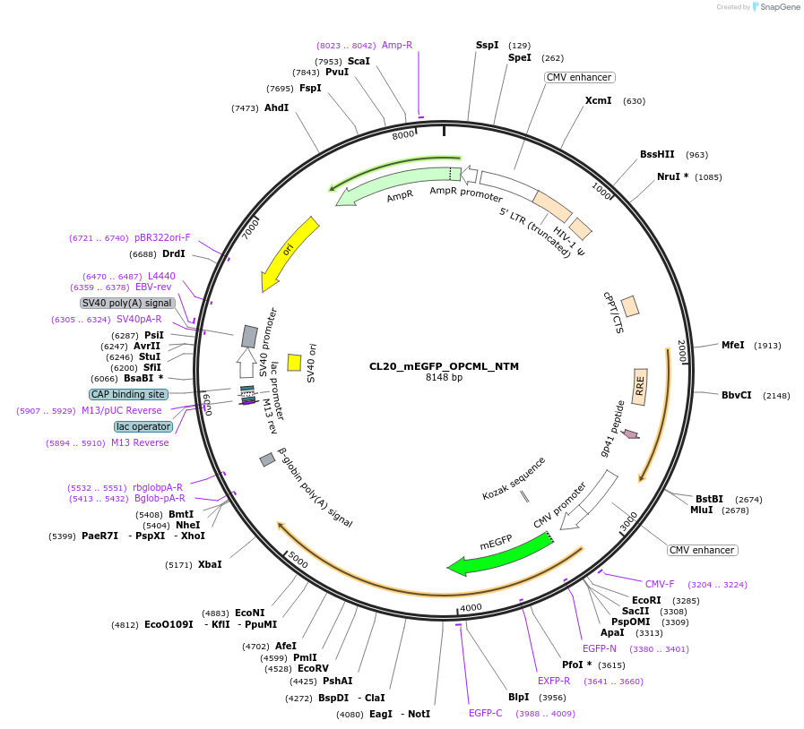205874-plasmid-map-sequence-id-413197
