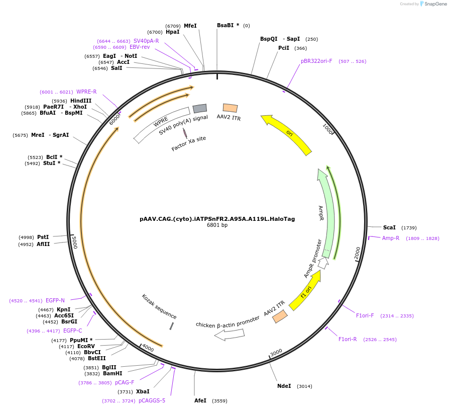 209653-plasmid-map-sequence-id-413199
