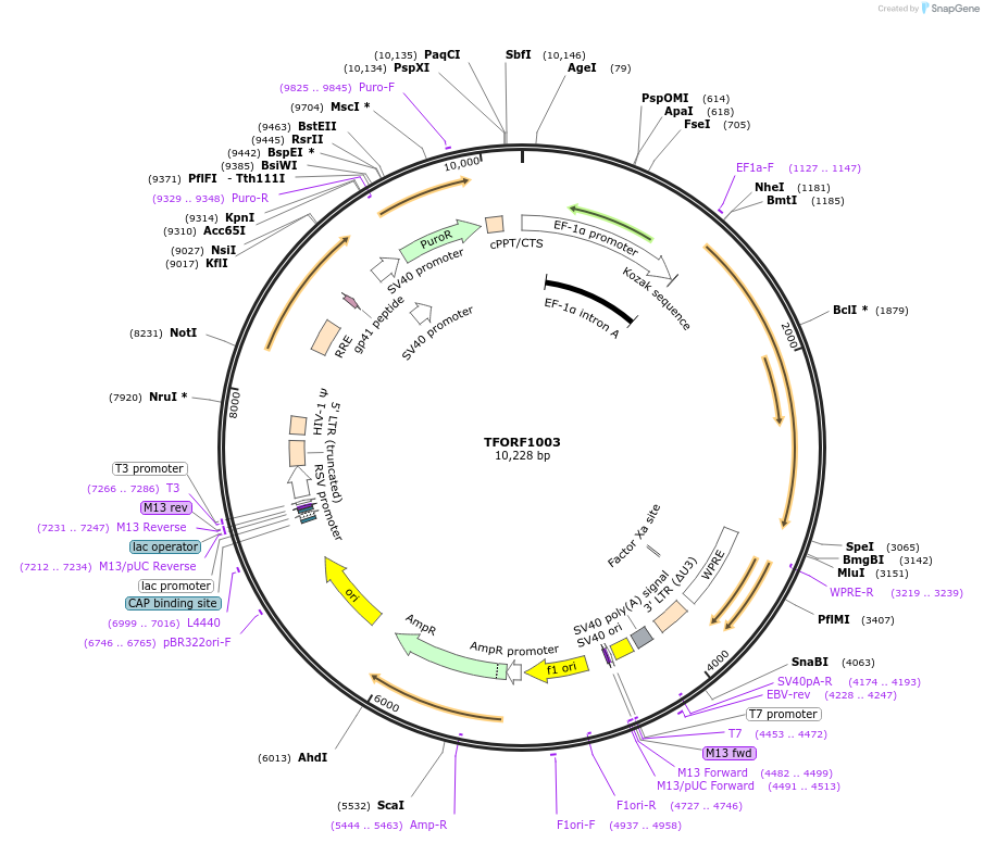 143089-plasmid-map-sequence-id-413207