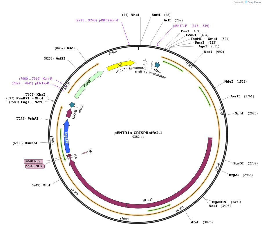 207174-plasmid-map-sequence-id-413213
