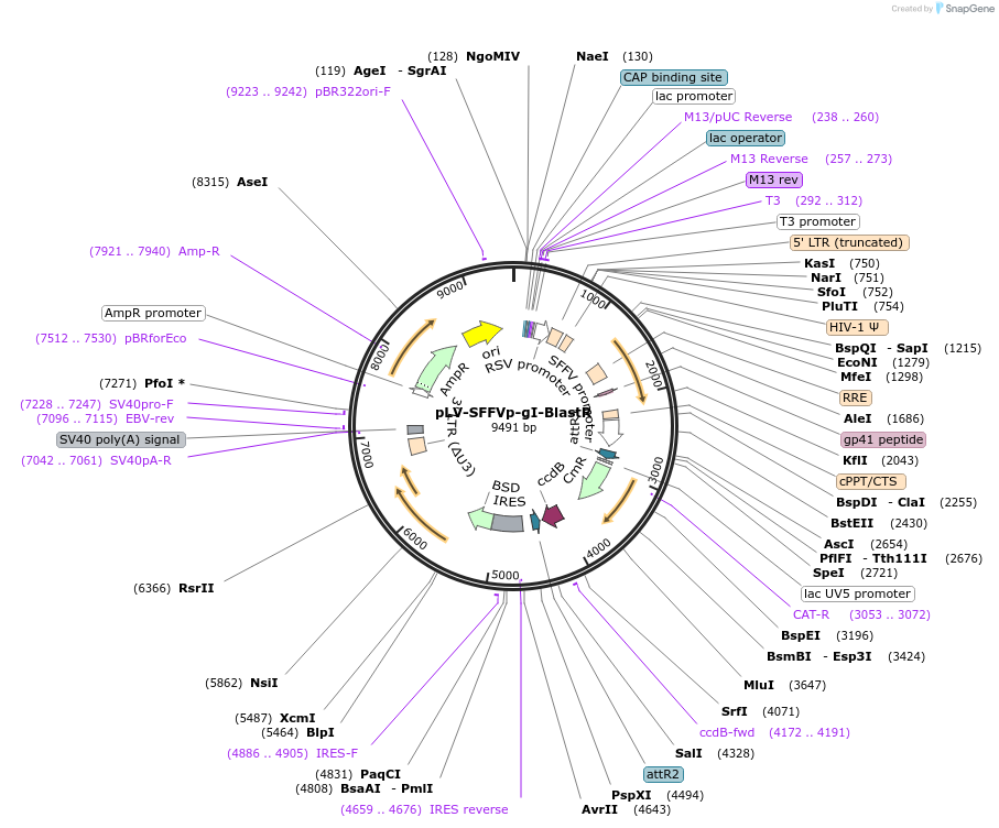 207179-plasmid-map-sequence-id-413217
