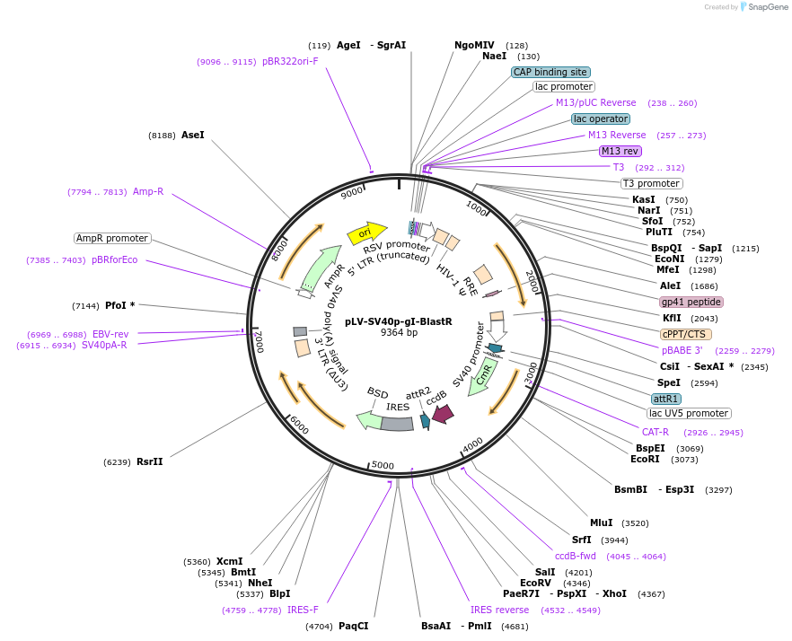 207182-plasmid-map-sequence-id-413218