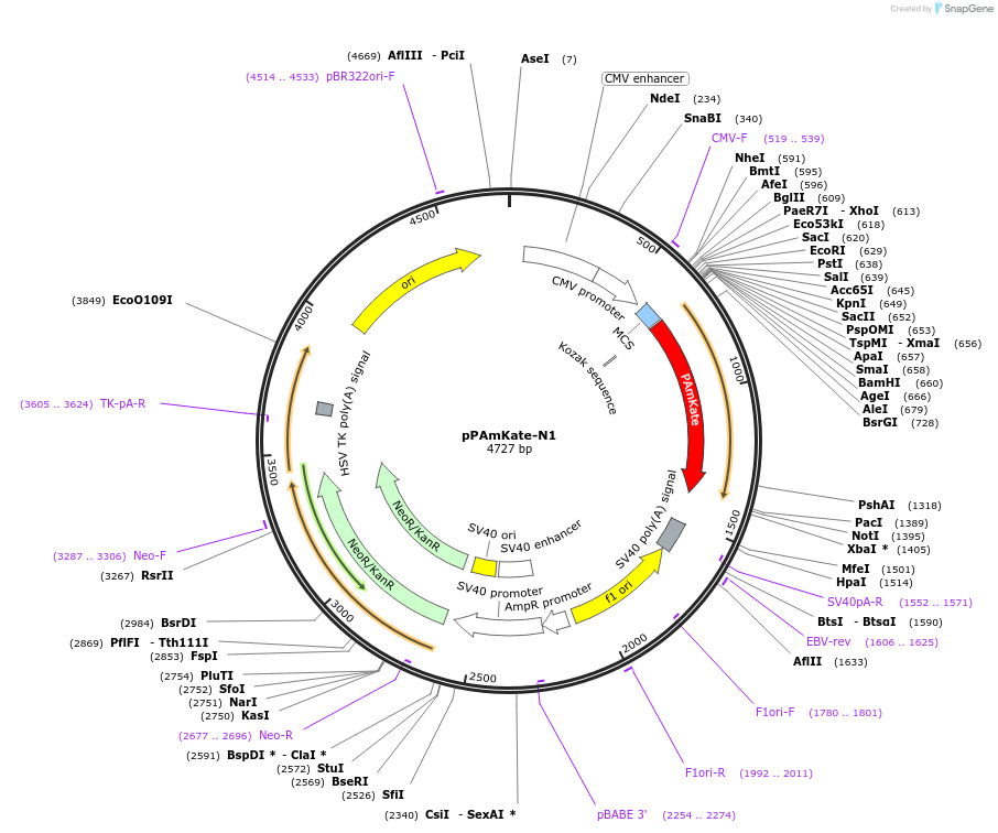 34587-plasmid-map-sequence-id-41324