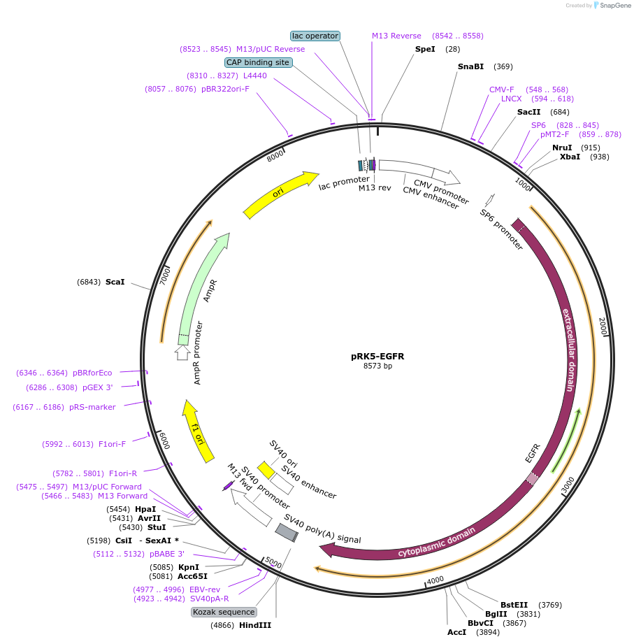 65225-plasmid-map-sequence-id-413246