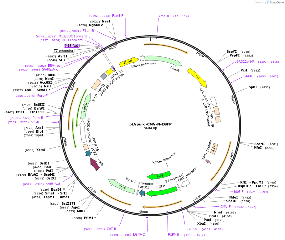122848-plasmid-map-sequence-id-413262