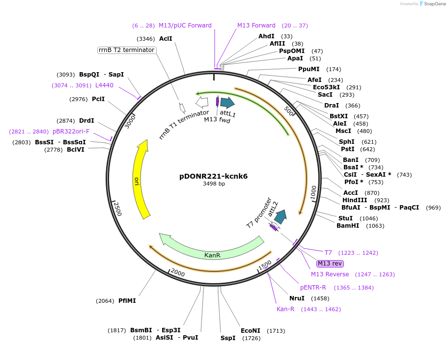 208990-plasmid-map-sequence-id-413265
