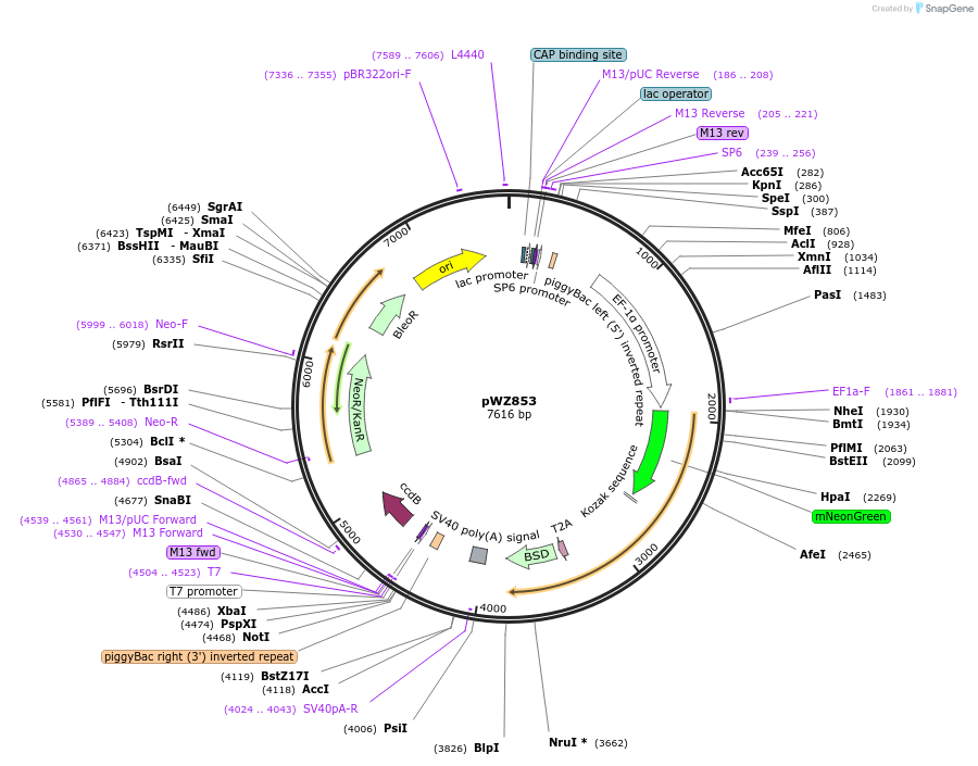 208115-plasmid-map-sequence-id-413318
