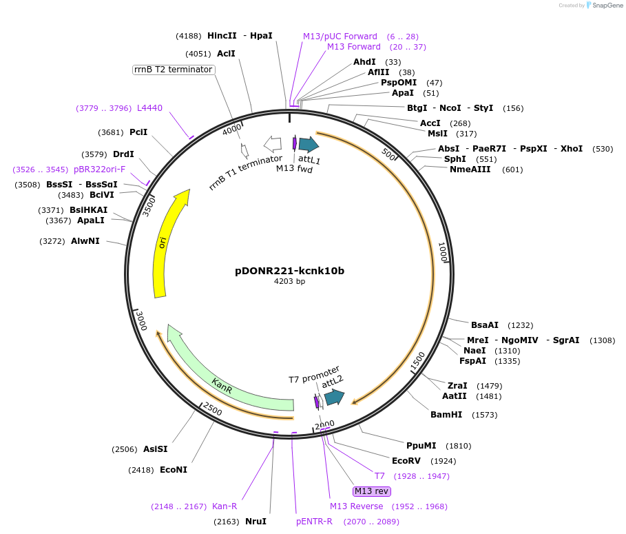 208994-plasmid-map-sequence-id-413328