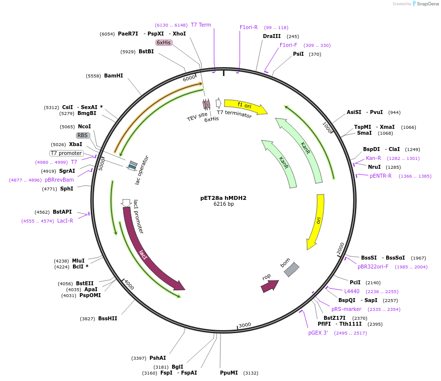 204230-plasmid-map-sequence-id-413333