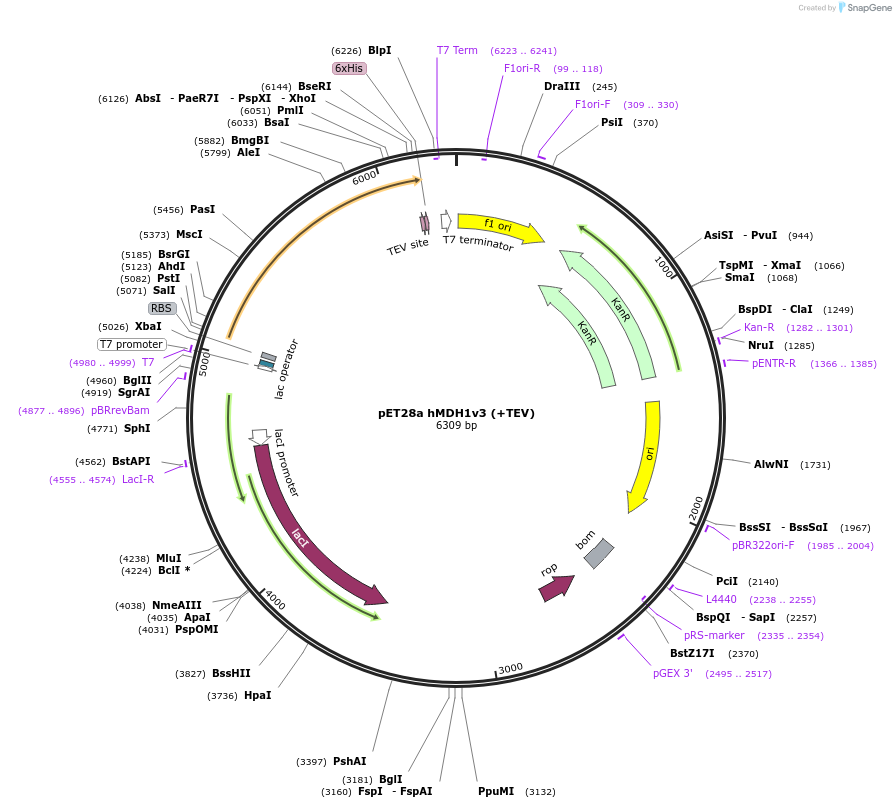 204229-plasmid-map-sequence-id-413334