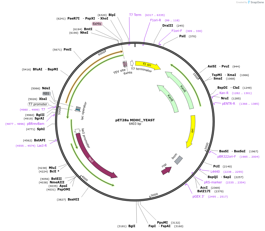 204232-plasmid-map-sequence-id-413337