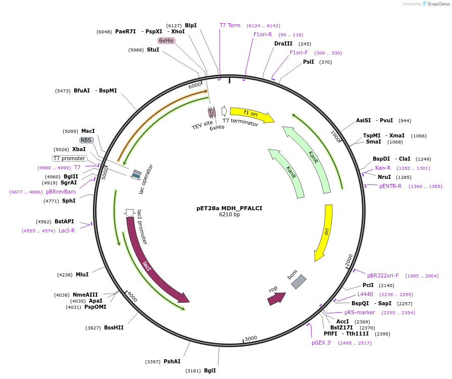 204235-plasmid-map-sequence-id-413338