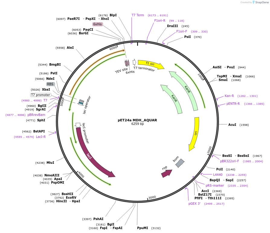 204239-plasmid-map-sequence-id-413339