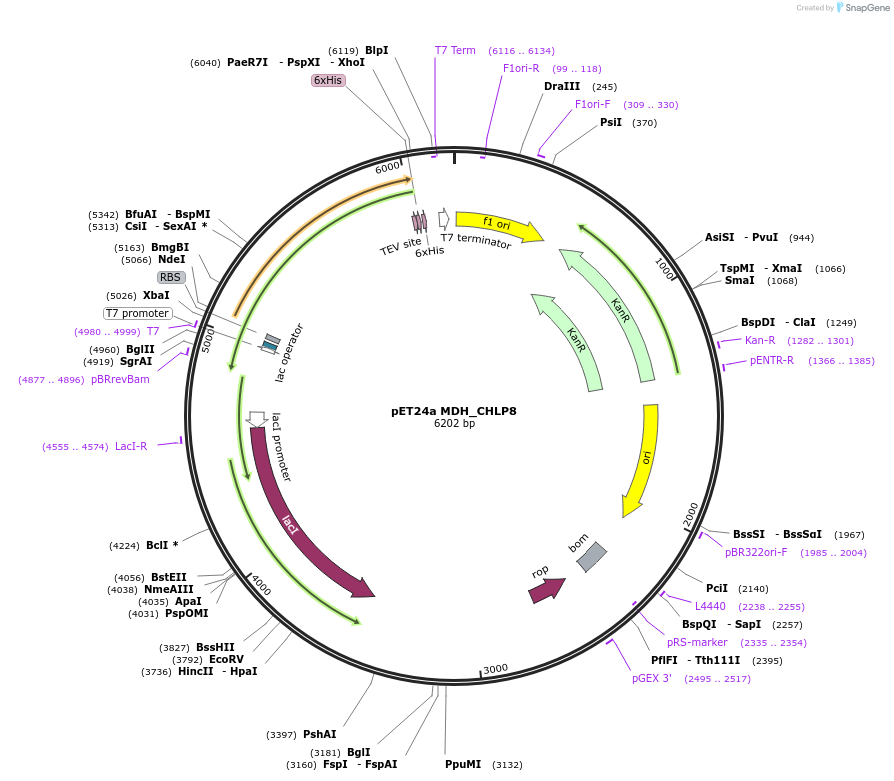 204242-plasmid-map-sequence-id-413340