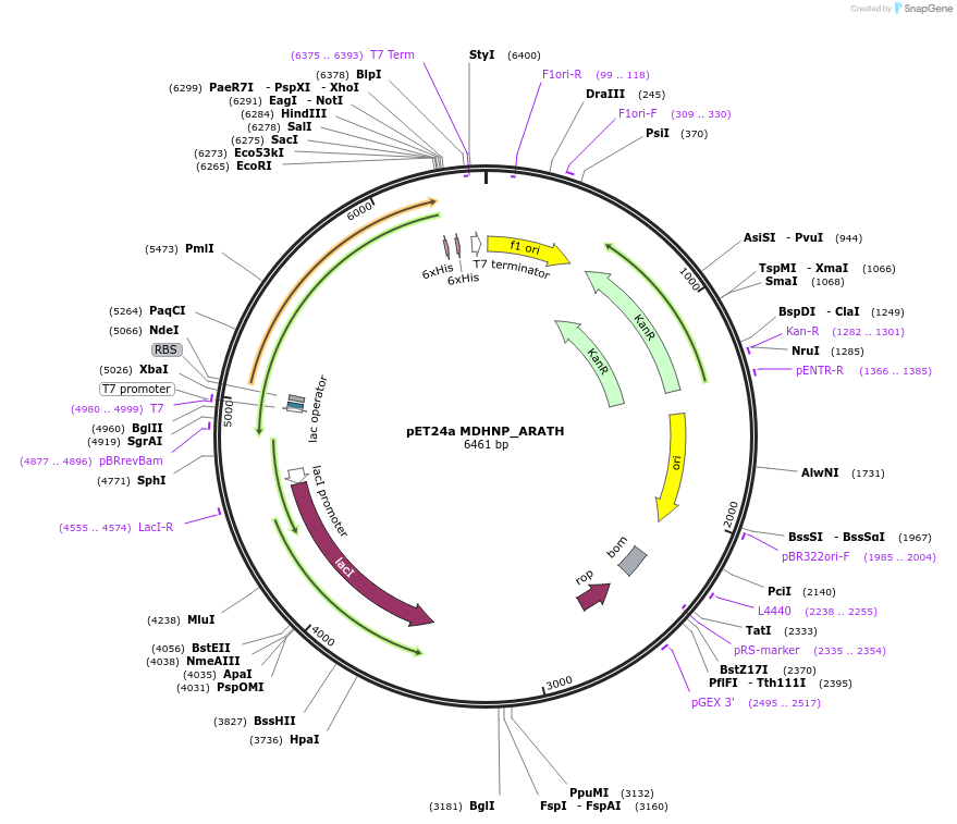204238-plasmid-map-sequence-id-413341