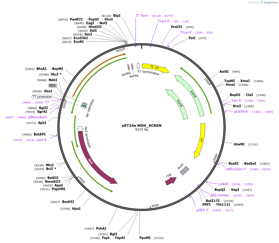 204243-plasmid-map-sequence-id-413343