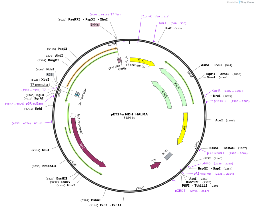 204241-plasmid-map-sequence-id-413344