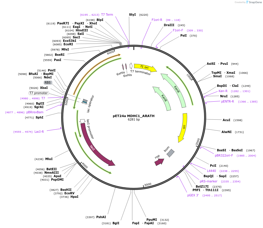 204237-plasmid-map-sequence-id-413345