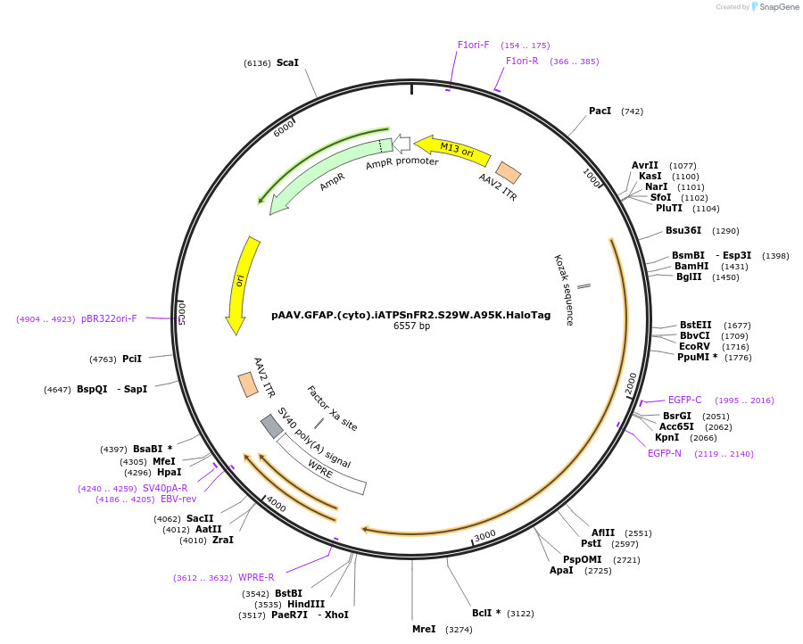 209659-plasmid-map-sequence-id-413346