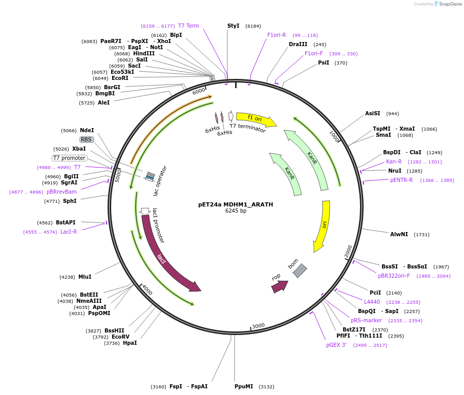 204236-plasmid-map-sequence-id-413347