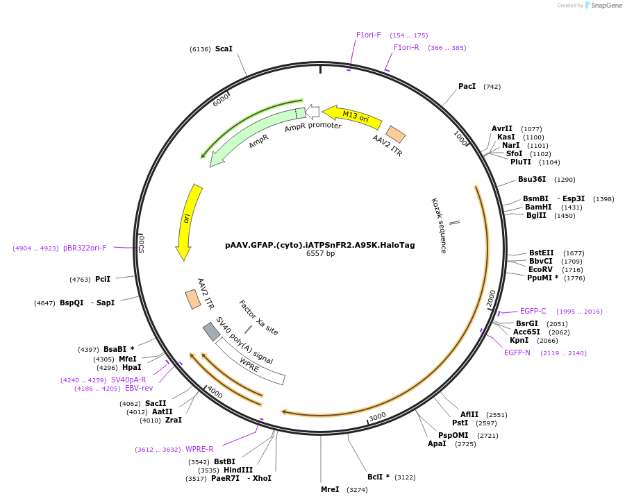 209660-plasmid-map-sequence-id-413350