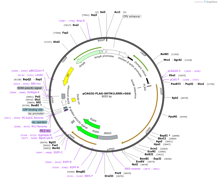 209570-plasmid-map-sequence-id-413362
