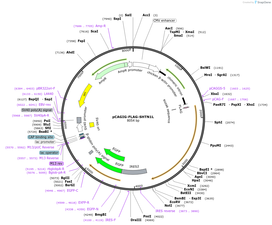209568-plasmid-map-sequence-id-413364