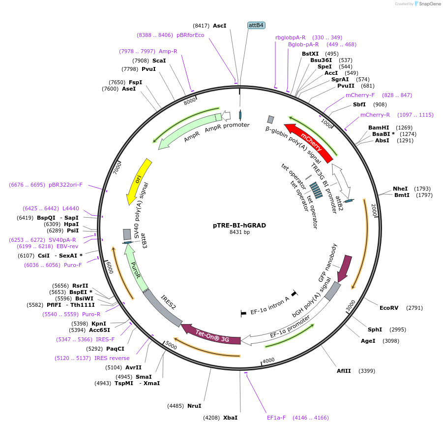 207837-plasmid-map-sequence-id-413366