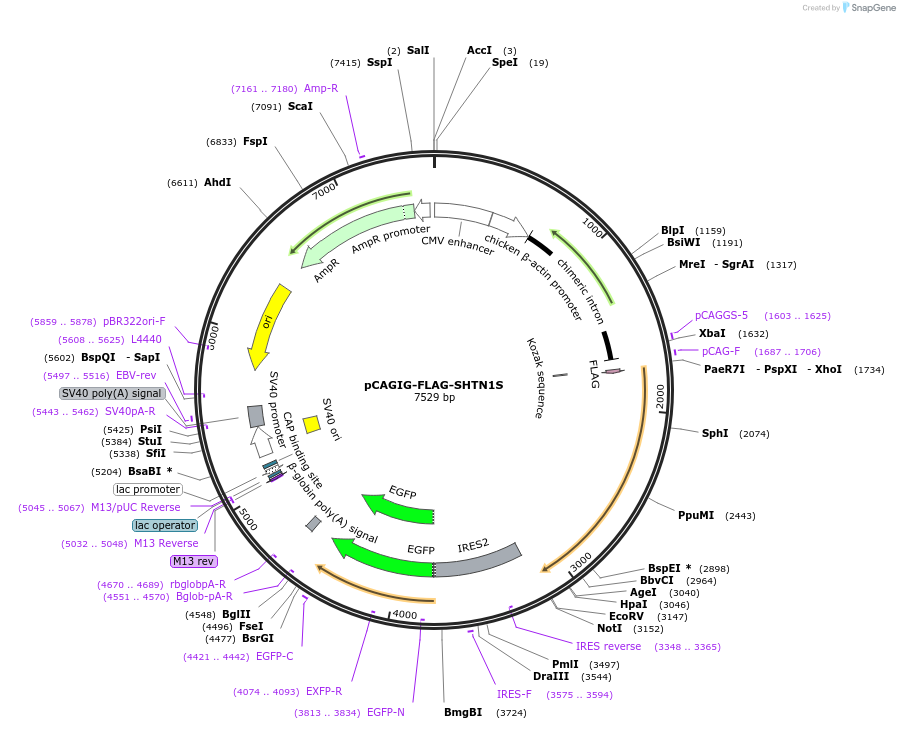 209569-plasmid-map-sequence-id-413367