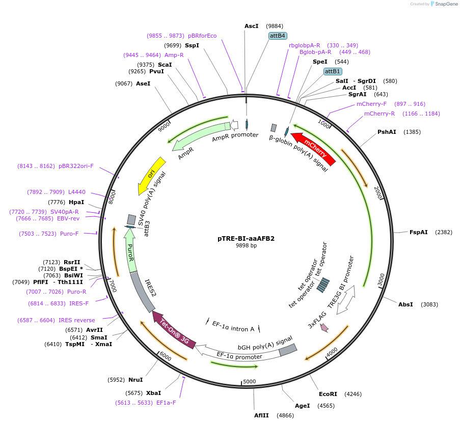 207839-plasmid-map-sequence-id-413368